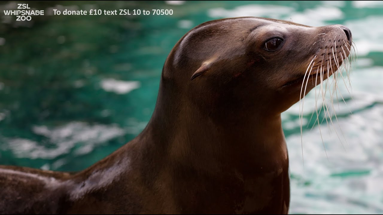 Keeper Diary Alex Pinnell And Our Sea Lions Zoological Society Of London Zsl [ 720 x 1280 Pixel ]