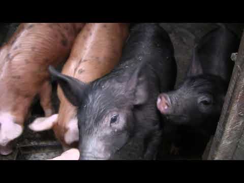 ვიდეო: როგორ გამოვაცხოთ მთელი ღორი
