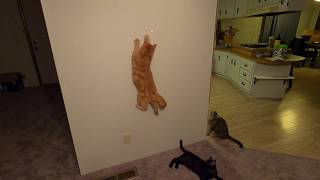 Cats vs Laser Pointer by Meow 119 views 4 years ago 5 minutes, 20 seconds
