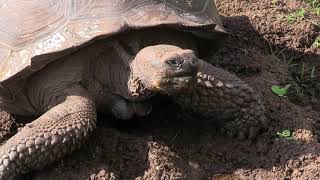 Ecotourism in the Galápagos