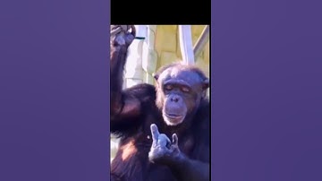Middle Finger ( monkey attitude ) 😂 #funny #comedy #dosti #viral #ytshorts #middle #trending #shorts