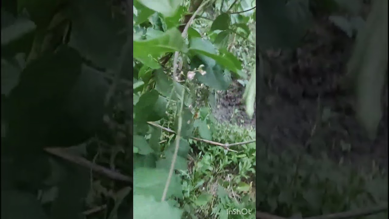 chumphut hawai ahanba panbani inkhol dage hekchabani ko