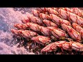 Barnacles removal (5)