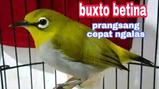 call pleci buxtoni betina ||  ampuh bikin emosi semua pleci jantan