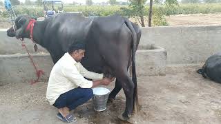 18 litres ready top quality Murraha Buffalo for sale.Kaswan dairy farm 8816966110☎️☎️📞 screenshot 5