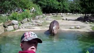 Worlds Largest Fart- Hippo Needs A Guinness. Must Watch