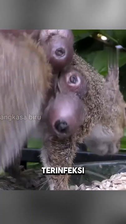 Tupai Minta Tolong ke Orang ini. #tupai  #shortsviral