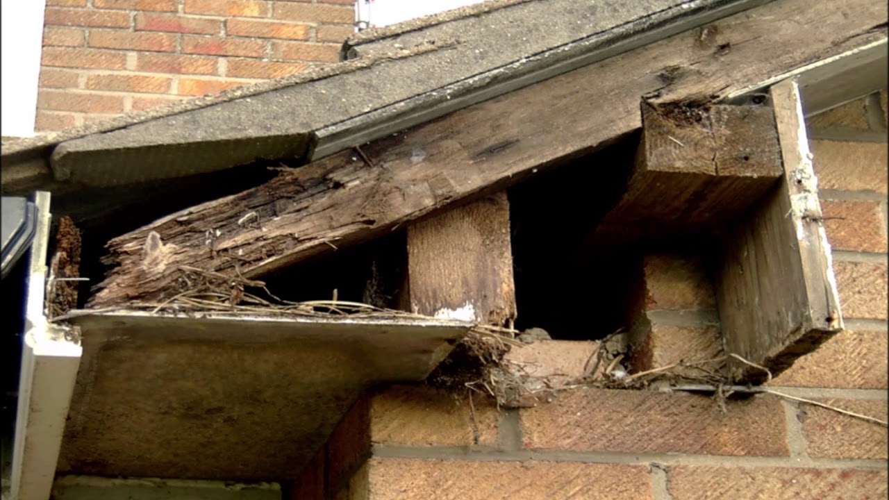 Eaves Protection Roof Repairs in Bristol, Bath & North Somerset YouTube