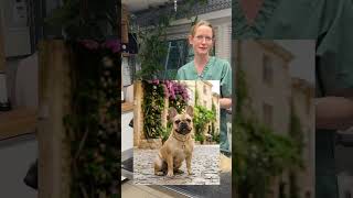 Der nächste Teil unserer Reihe „Hundethemen von A - Z“Heute M – wie Mischling 🐕I