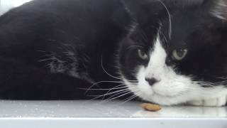 Adopt Buddy