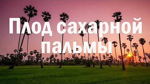 Плод сахарной пальмы. Вкусняшки из Камбоджи. Камбоджа видео