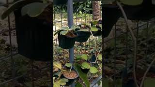 Plant Shopping In Silang Cavite shorts