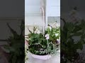 ビオラの寄せ植え #shorts