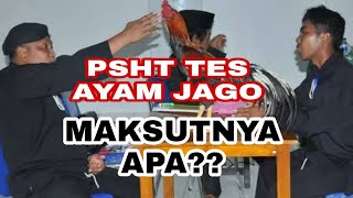 TES AYAM JAGO PSHT