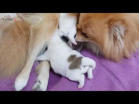 Sevimli Yavru Köpeklerin Meme Savaşı. Meme Emme Mücadelesi POMERANIAN BOO #puppy #pomeranian HD