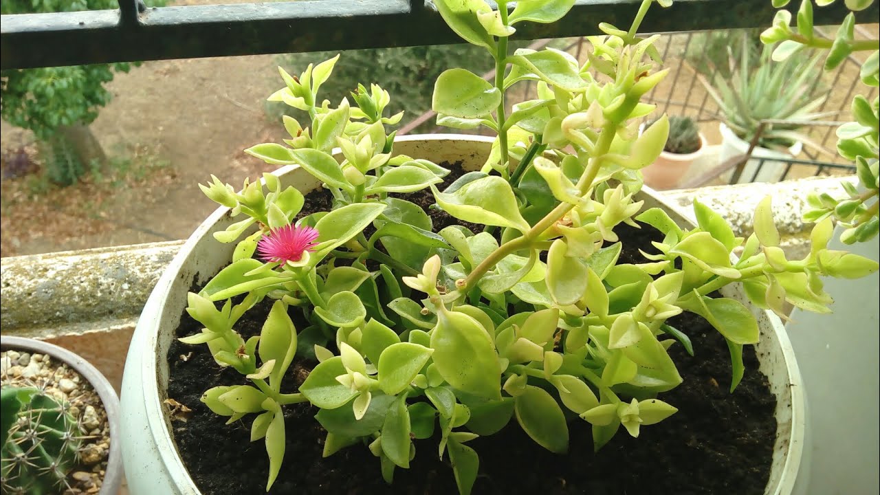 repotting-baby-sun-rose-plant-patsy-garden-youtube