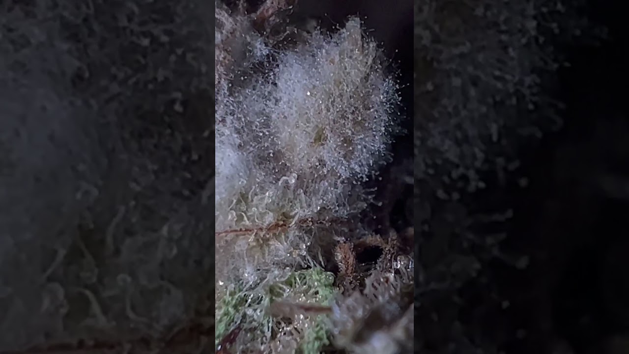 This is what mold on weed looks like 