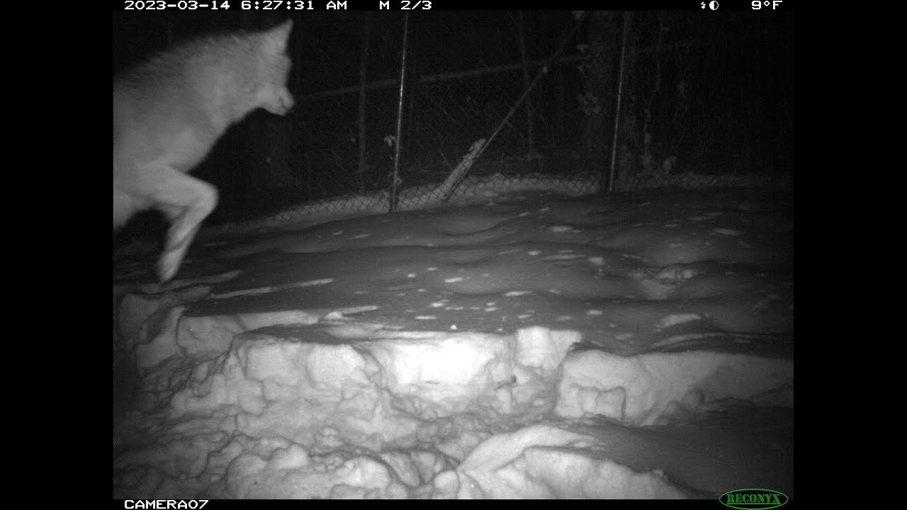 Wild Wolf Outside the Fences 