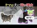 クマが犬を怖がる理由