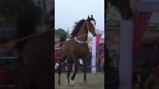 Marwari Horse Stellion Sultaan Beautiful Stellion