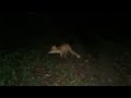 Любопытный лис! Curious fox