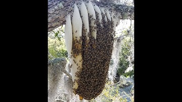 Honeybee Removal High Up In Tree