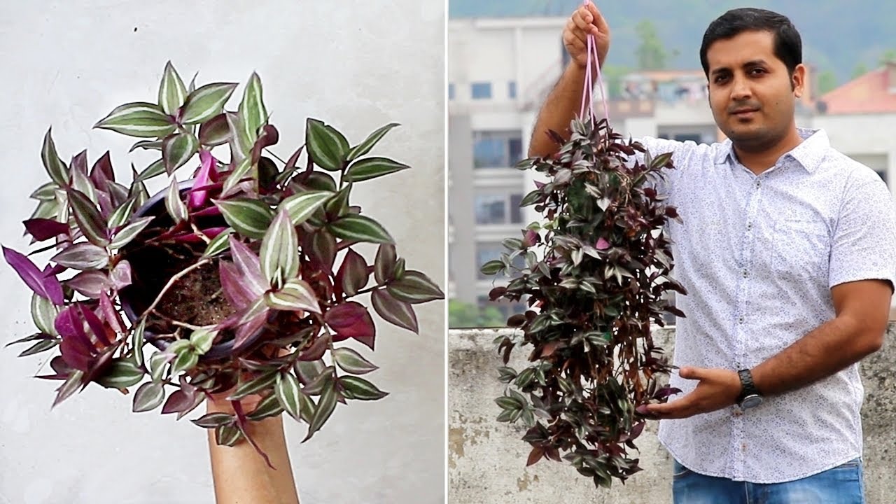 wandering jew hanging basket care