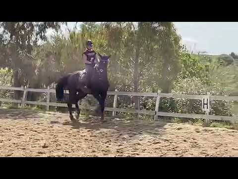 Cavallo in vendita  - Castrone italiano 8 anni - equirodi.it