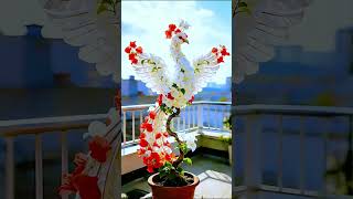 Flower Peacock #bonsaitree #bonsai #peacock #flower
