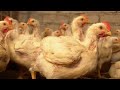 Pollo de engorde como alternativa a la caficultura  - La Finca de Hoy