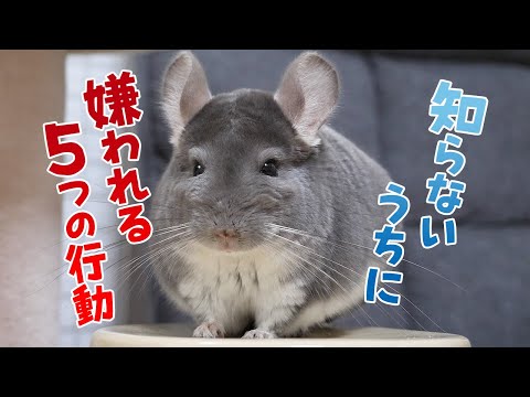 チンチラの流産、見逃し厳禁！すぐに獣医へ連れて行くべき理由と予防法