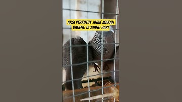 perkutut jinak d aviary mkan bareng #perkututlokal #perkutut #viralshorts