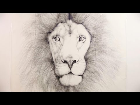 鉛筆画 ライオン Live Drawing Of Lion トンボ鉛筆 Youtube