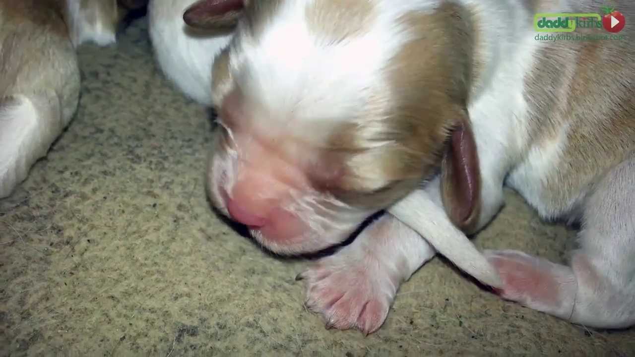 Cavalier King Charles Spaniel Puppies: Update 1 - YouTube