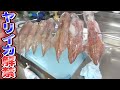 漁が解禁されました！さっそく仕入れた新鮮なヤリイカをたくさん調理していきます！！