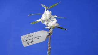 Apple, Malus whip and tongue grafting technique. Illustrated photographs with time lapse sequence.