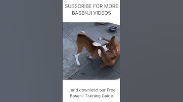 Basenjis playing and fighting! #shorts [DOWNLOAD FREE BASENJI GUIDE]