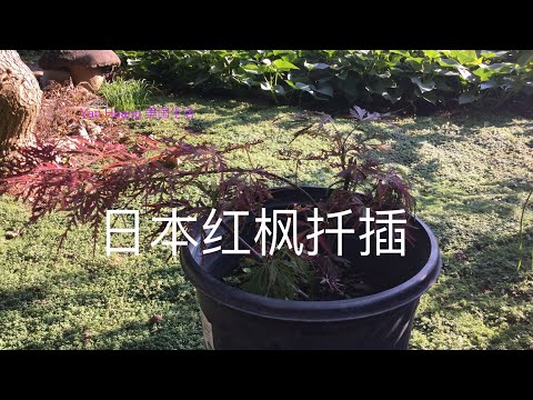 日本红枫扦插 /如何扦插日本红枫https://youtube.com/@yanhuang6825