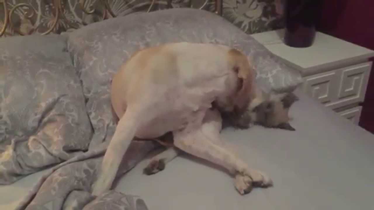 Pat & Patachon's midnight tussle