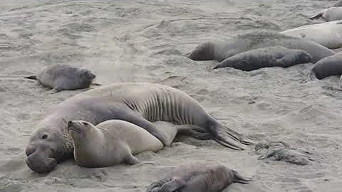 Elephant seals mating - Los elefantes marinos se están apareando - Słonie morskie łączą się w pary
