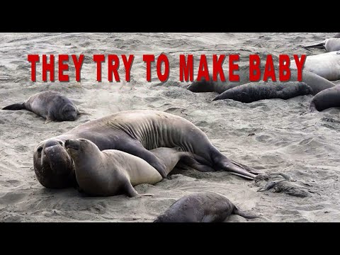 Elephant seals mating   Los elefantes marinos se estn apareando   Sonie morskie cz si w pary