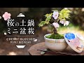 桜の土鍋ミニ盆栽作り【Bonsai diary 盆栽日記 4/23】初心者の簡単盆栽の作り方 やり方 さくら Cherry blossoms 苔 コケ 春 spring moss EOS R5