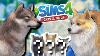 Wild Wolf & Cute Corgi Puppies?!