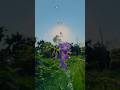 creative videography tutorial#shortvideo #creative #videography #short