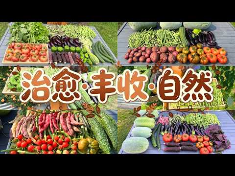 一年到底能收多少菜？🌱 我的后院菜园全年丰收记录