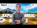 Explore animal in jungle part 2