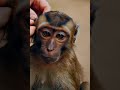 A playful monkey sits patiently while a gentle hand cleans his ears