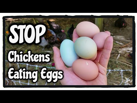 Como parar de frango de comer ovos