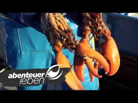 Video: Warum ist Hummerfleisch rot?