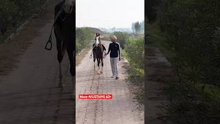 Brood mare-MUSTANG #viral #horse #new #agriculture #politics #dailynews #vlog #shorts #video #pind